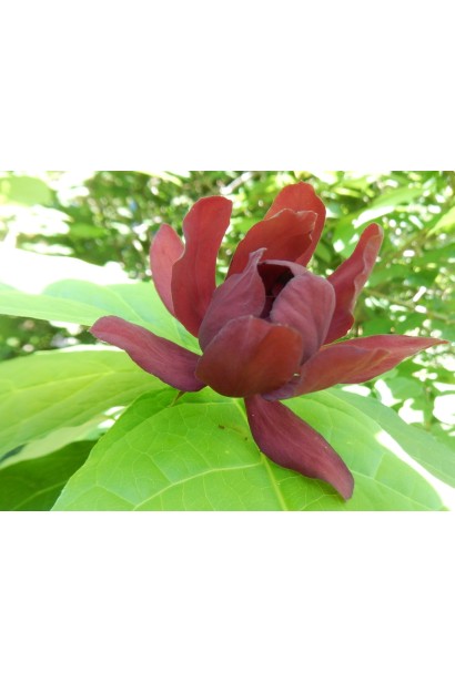 Выращивание в Украине Каликантуса цветочного